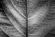 © Marcel/Stocksy - Black and white leaf macro