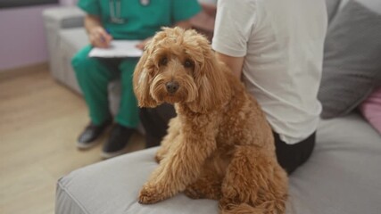 Poster - A focused poodle sits inside a cozy living room beside a man with a clipboard and a person in casual attire.