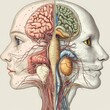 © Jeannaa - A detailed anatomical illustration of the human head, showcasing brain, nerve, and organ structures in a split profile view.