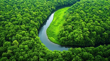 Wall Mural - Aerial View of River Winding Through Green Forest.