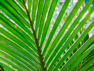 Green coconut leaves in close range