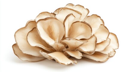 Wall Mural - Fresh maitake mushroom slices, revealing the intricate, frilled structure. Displayed against a white background to emphasize the texture