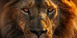 © AkuAku - Close up portrait of a majestic male Lion Panthera leo making direct eye contact