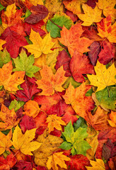 Wall Mural - Colorful Autumn Leaves Background