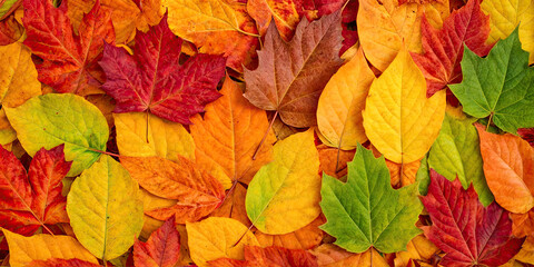 Wall Mural - Colorful Autumn Leaves Background