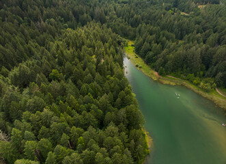 A lush green forest with a river running through it