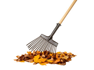 Wall Mural - raking autumn leaves isolated on transparent or white background