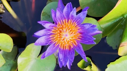 Wall Mural - 4K beautiful purple lotus , water lily flower in pond