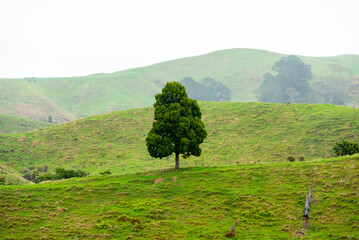 Wall Mural - Single Tree in Waikato Region - New Zealand