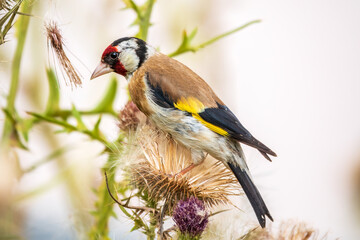 Sticker - European goldfinch, feeding on the seeds of thistles. Carduelis carduelis.