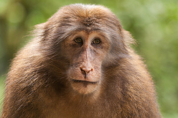 Wall Mural - portrait of a young female tibetan macaque (macaca thibetana), emei shan mountains, sichuan province