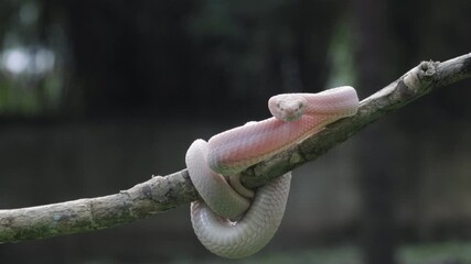 Wall Mural - trimeresurus purpureomaculatus on branch, mangrove pit viper with defensive position on branch