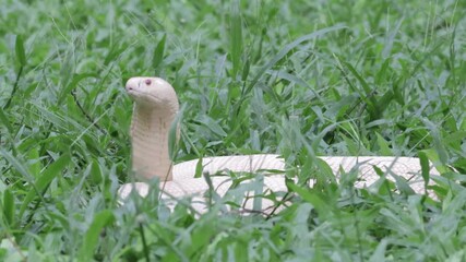 Wall Mural - lucy leucistic monocled cobra (naja kaouthia) on the green grass. white body snake that is spreading