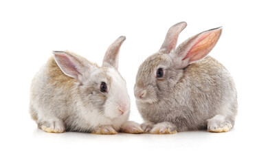 Wall Mural - Two beautiful rabbits.