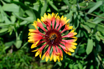 Wall Mural - One vivid yellow and red Gaillardia flower, common known as blanket flower,  and blurred green leaves in soft focus, in a garden in a sunny summer day, beautiful outdoor floral background.