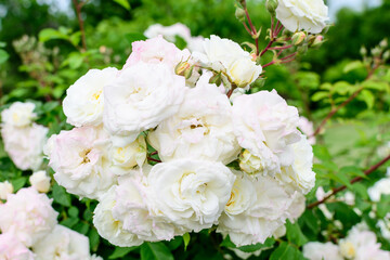 Wall Mural - Bush with many delicate white roses in full bloom and green leaves in a garden in a sunny summer day, beautiful outdoor floral background photographed with soft focus.