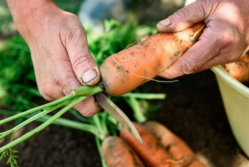 Wall Mural - Hands holding and cleaning a bunch of carrots for storage.