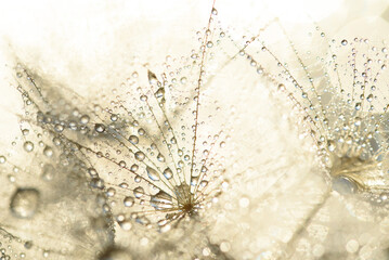 Macro nature. Beautiful dew drops on dandelion seed macro. Beautiful soft background. Water drops on parachutes dandelion. Copy space. soft focus on water droplets. circular shape, abstract background