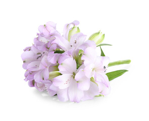 Sticker - Beautiful violet alstroemeria flowers isolated on white