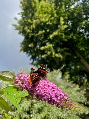 Sticker - Butterflies on bush with lilac flowers outdoors