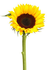 Sticker - One beautiful sunflower with bright petals isolated on white