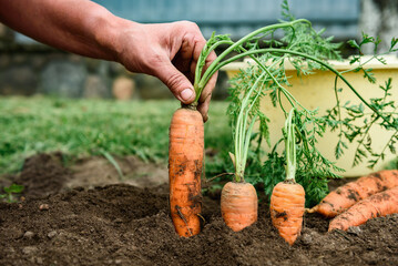 Wall Mural - A hand holding a bunch of carrots from the garden patch.