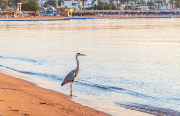 Wall Mural - Gray heron fishing on the beach of the Red Sea. Naama Bay beach, Sharm El Sheikh, Egypt