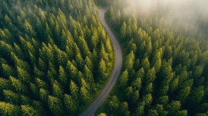 Wall Mural - aerial view of a winding road through a dense, misty evergreen forest