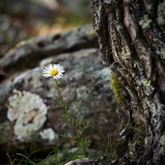 Canvas Print - A single daisy blooms near a textured tree trunk.