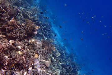 Poster - marine life in the Red Sea Egypt, hurghada