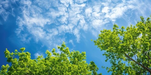 Poster - Green tree foliage with blue sky and clouds in the background