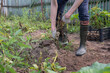 © Viktoryia - Young Farmer pulling potatoes from ground. Process of harvest organic potatoes
