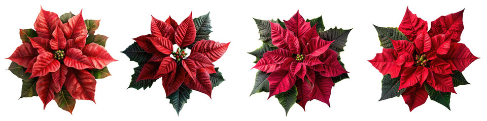 Wall Mural - poinsettia flower isolated on a transparent background - featuring its vibrant red and green leaves 