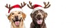 © Corri Seizinger - Merry Christmas holiday greeting card panorama - Set collection of funny labrador dog pet head with reindeer antlers and santa claus hat costume and tongue stuck out, isolated on white background