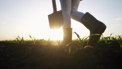 Wall Mural - Agriculture. farmer with a shovel walks through a field of corn. agriculture business farm concept. legs lifestyle of a farmer girl in boots with a shovel working in a field with corn