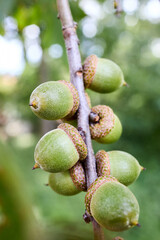 Wall Mural - Acorns of Quercus palustris also called pin oak swamp oak or Spanish oak, tree in red oak section Quercus Lobata of genus Quercus. Pin oak used in parks due fast growth, and pollution tolerance.