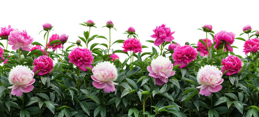 Wall Mural - PNG Peony flowers carnation outdoors blossom.