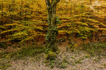 tree in the woods