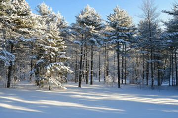 Wall Mural - Tall pine trees lightly dusted with snow.