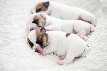 Wall Mural - Group of Newborn Puppies lying on blanket