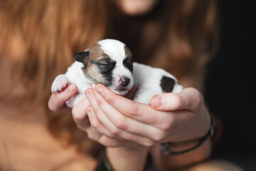 Wall Mural - Child holds newborn Puppy in her arms