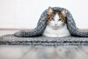 Canvas Print - Cute Cat under warm blanket isolated on white