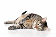 © Cris C. - Tabby cat laying down on white background and looking at camera