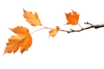 Wall Mural - png autumn leaves on branch