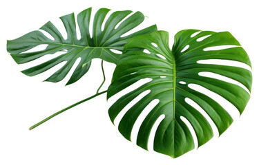 Wall Mural - PNG Plant leaf xanthosoma transparent background