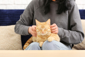 Wall Mural - Woman stroking ginger cat on sofa at home, closeup