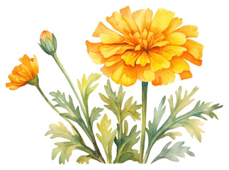 Wall Mural - PNG Marigold flower petal plant.