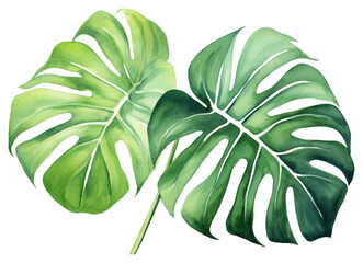 Canvas Print - PNG Plant leaf white background xanthosoma.