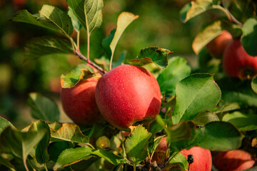 Wall Mural - Ripe Red Apples on Tree Branch in Orchard - Fresh Organic Fruit Harvest Under Sunny Blue Sky