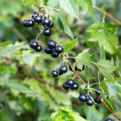 Wall Mural - Black currant.